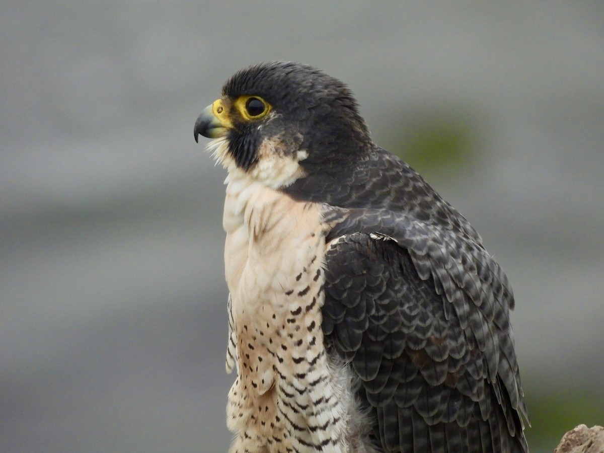 遊隼 - ML648093306