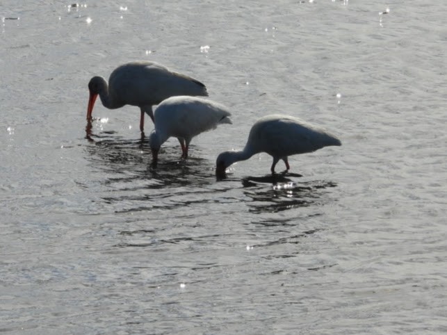 White Ibis - ML648093886