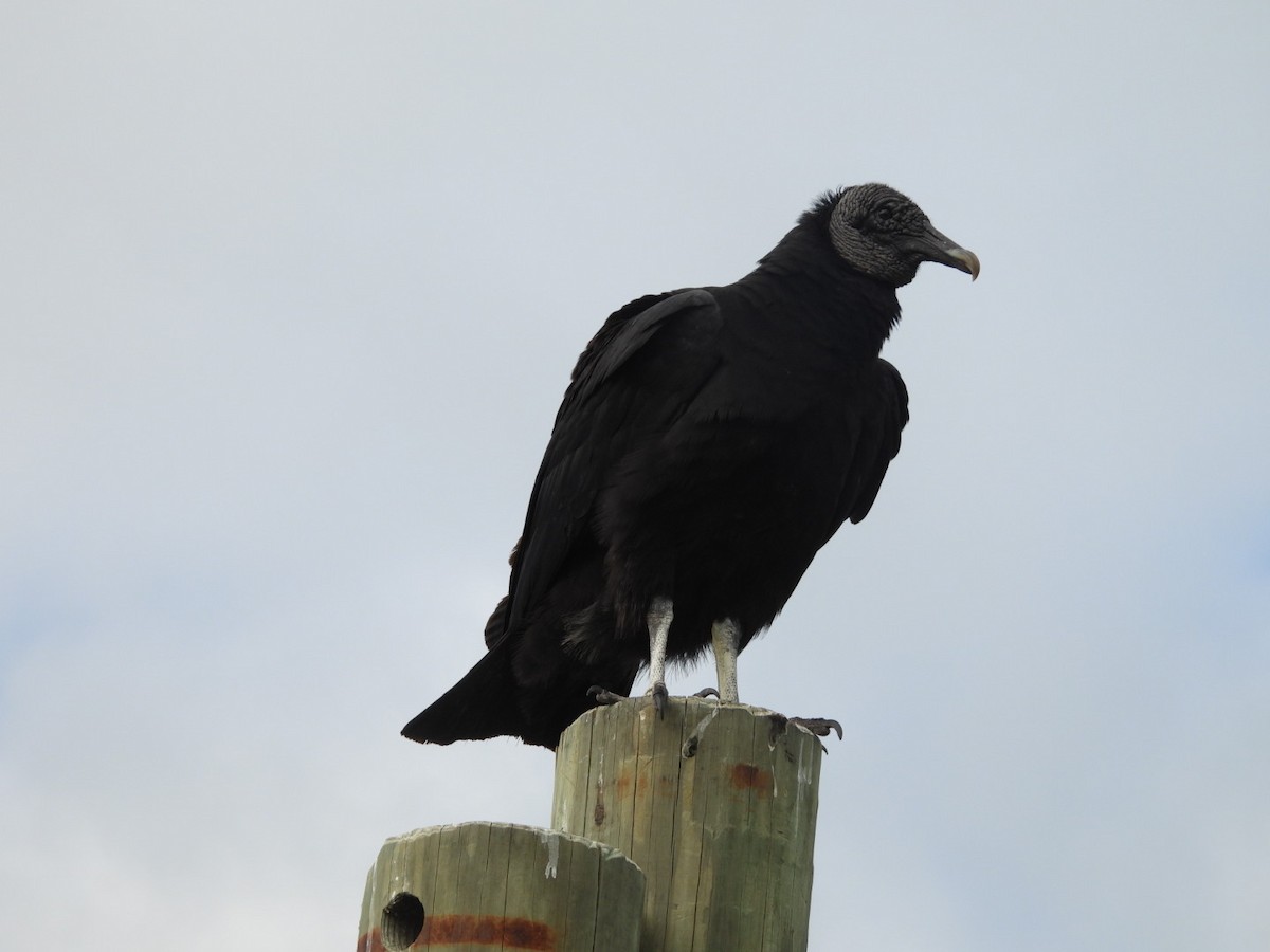 Black Vulture - ML648093928