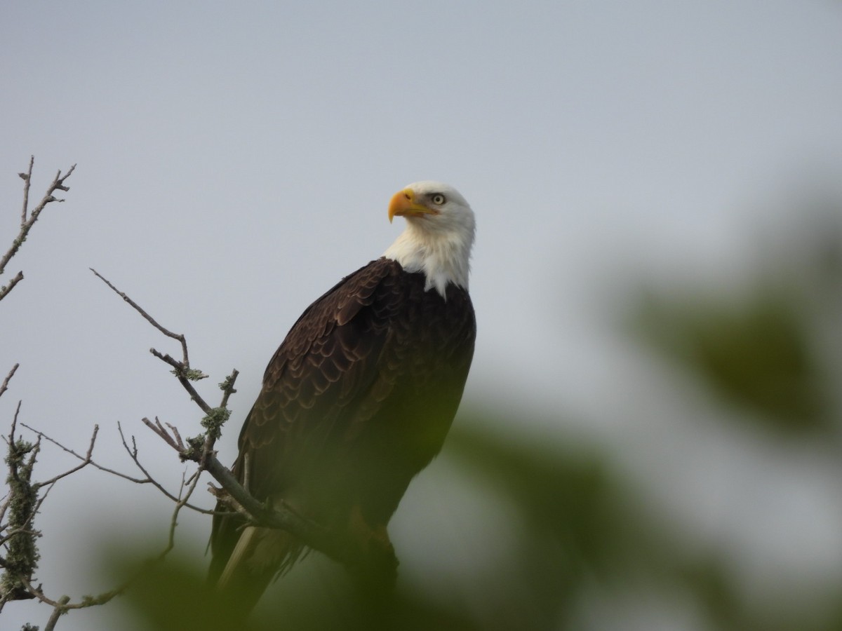 Bald Eagle - ML648093978