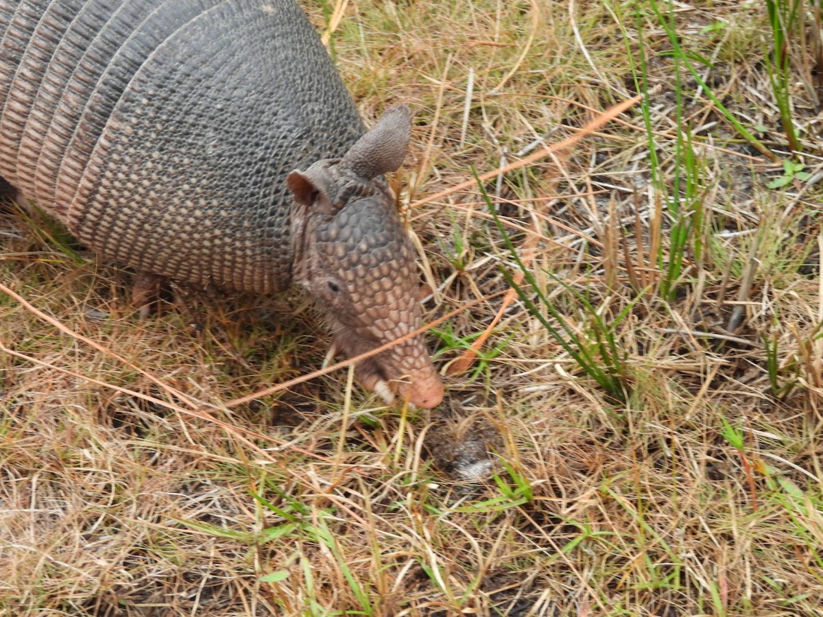 Animals - ML648094212