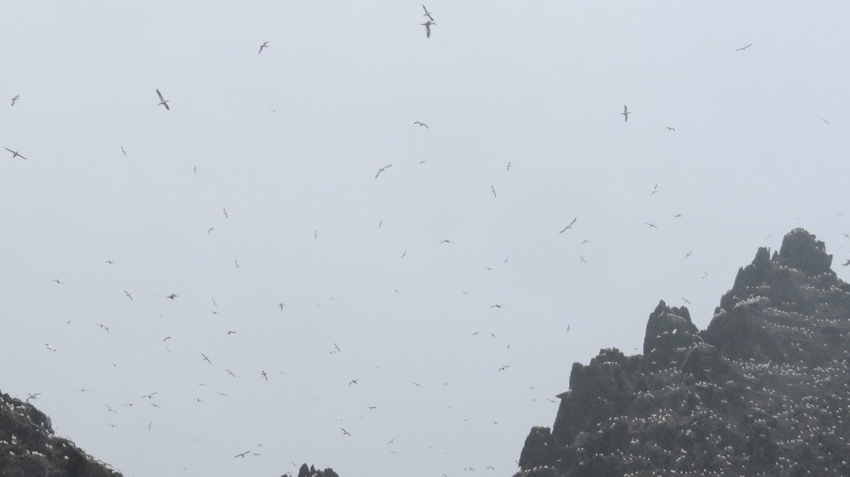 Northern Gannet - ML648094479