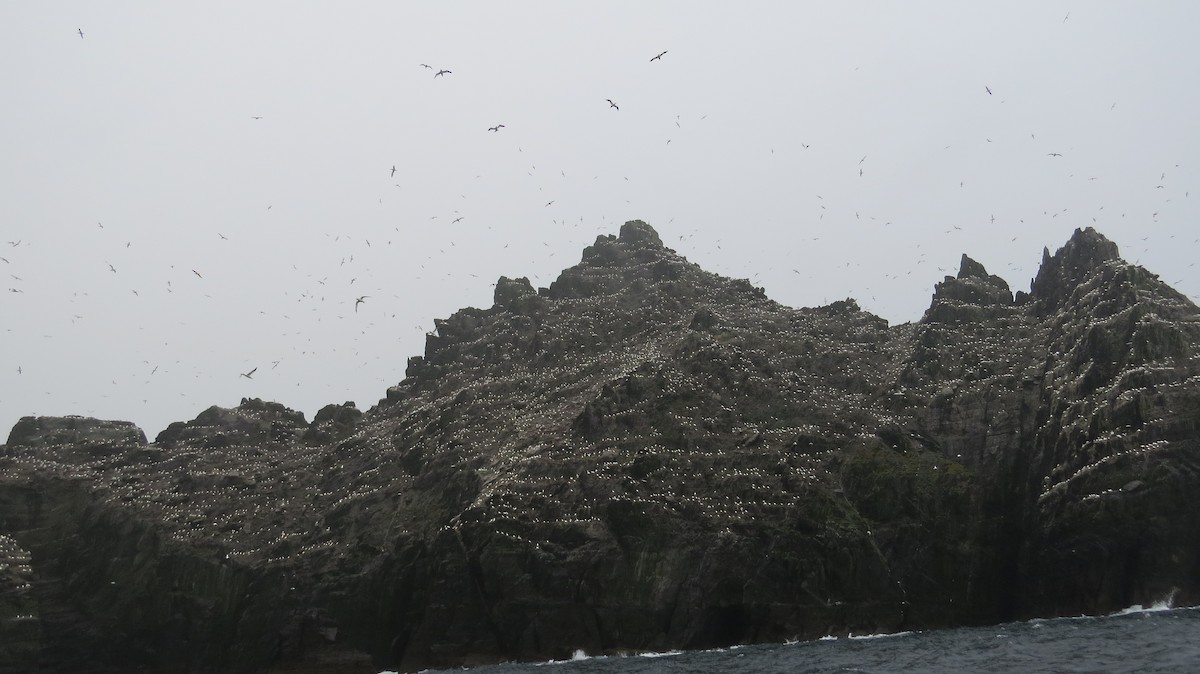 Northern Gannet - ML648094480