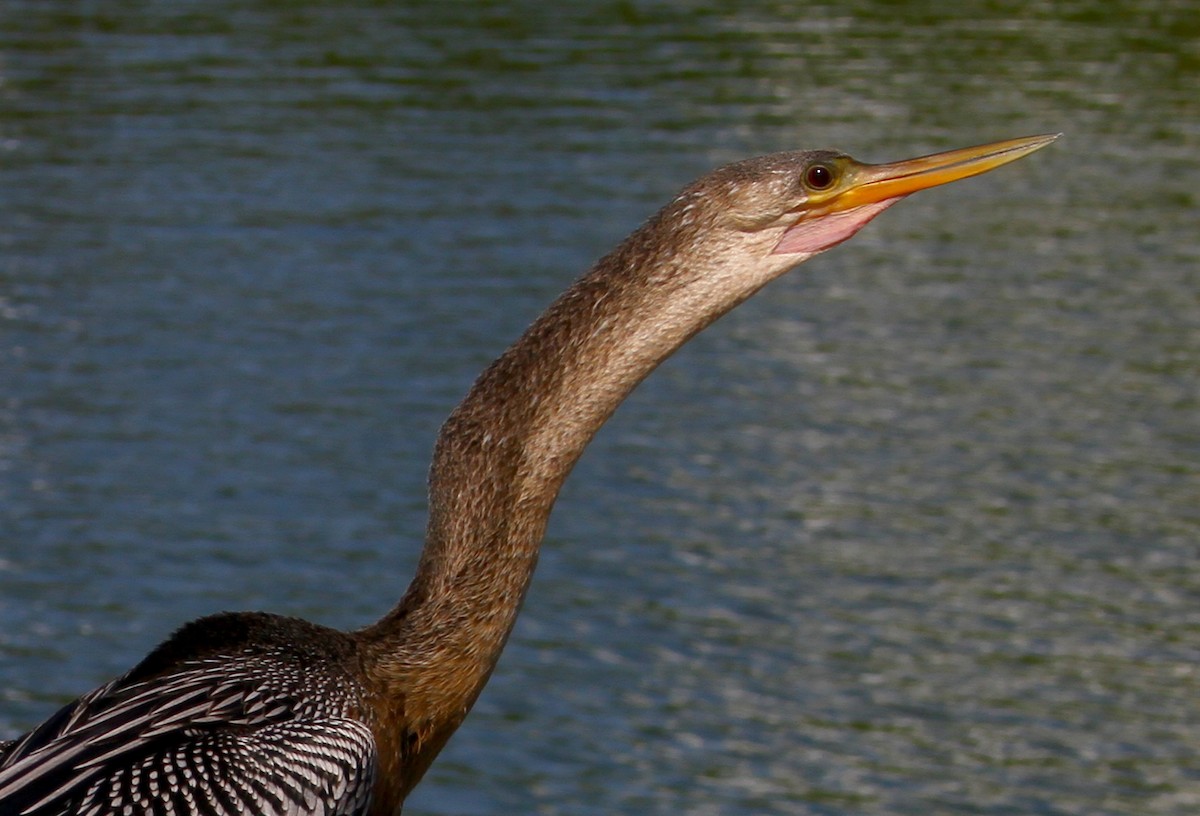 Anhinga - Jason Duxbury