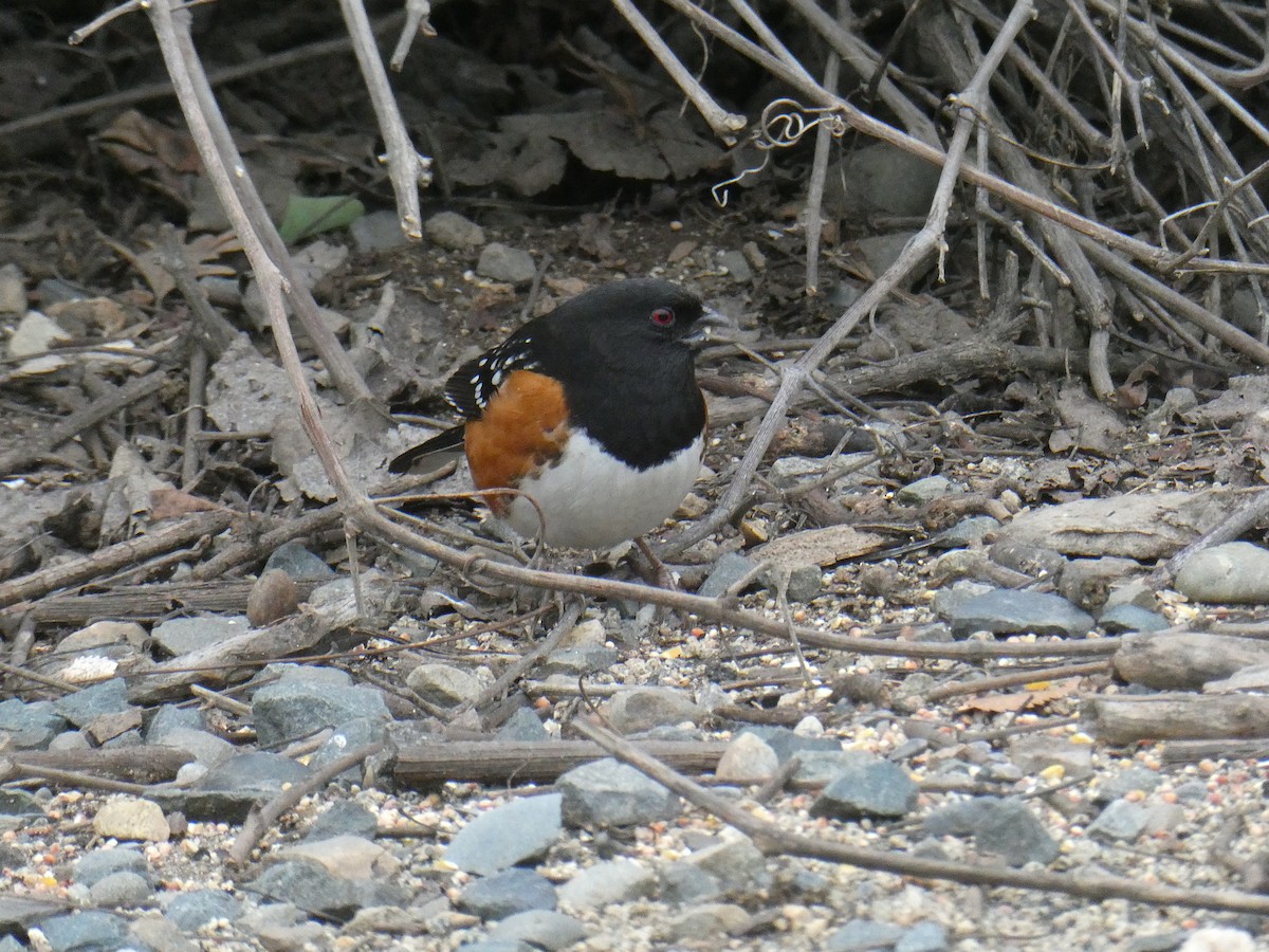 eBird Checklist - 2 Jan 2026 - American River Parkway behind condo ...
