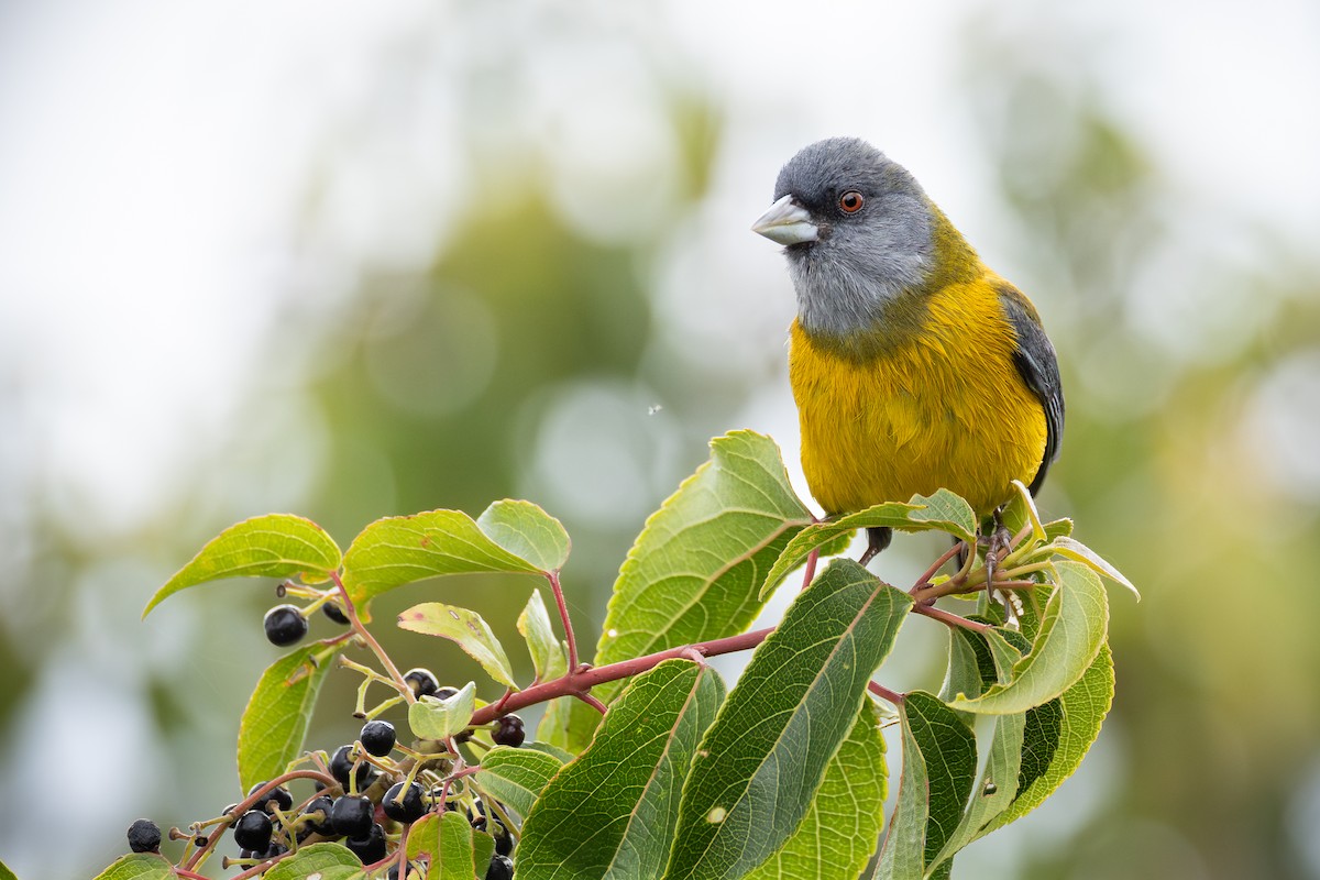 パタゴニアヤマシトド - ML648096101