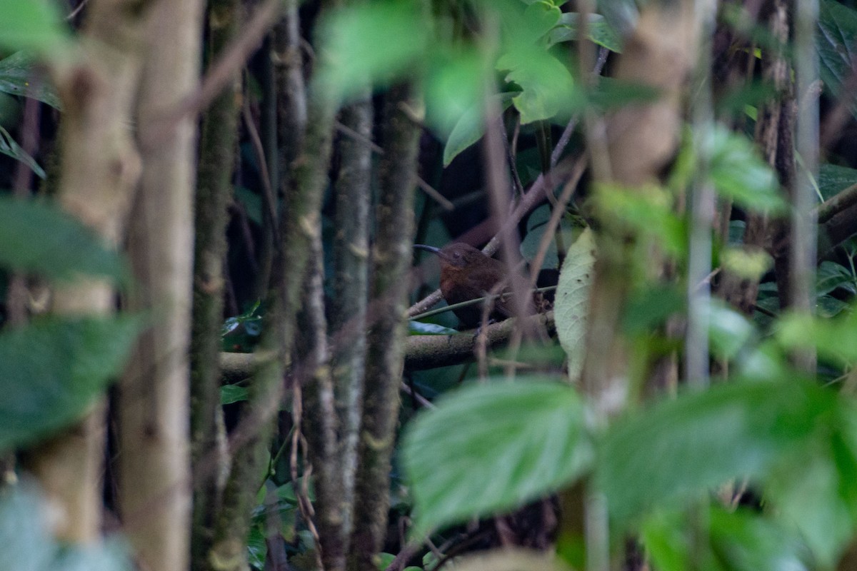 langnebbløvvender (mexicanus) - ML648096704