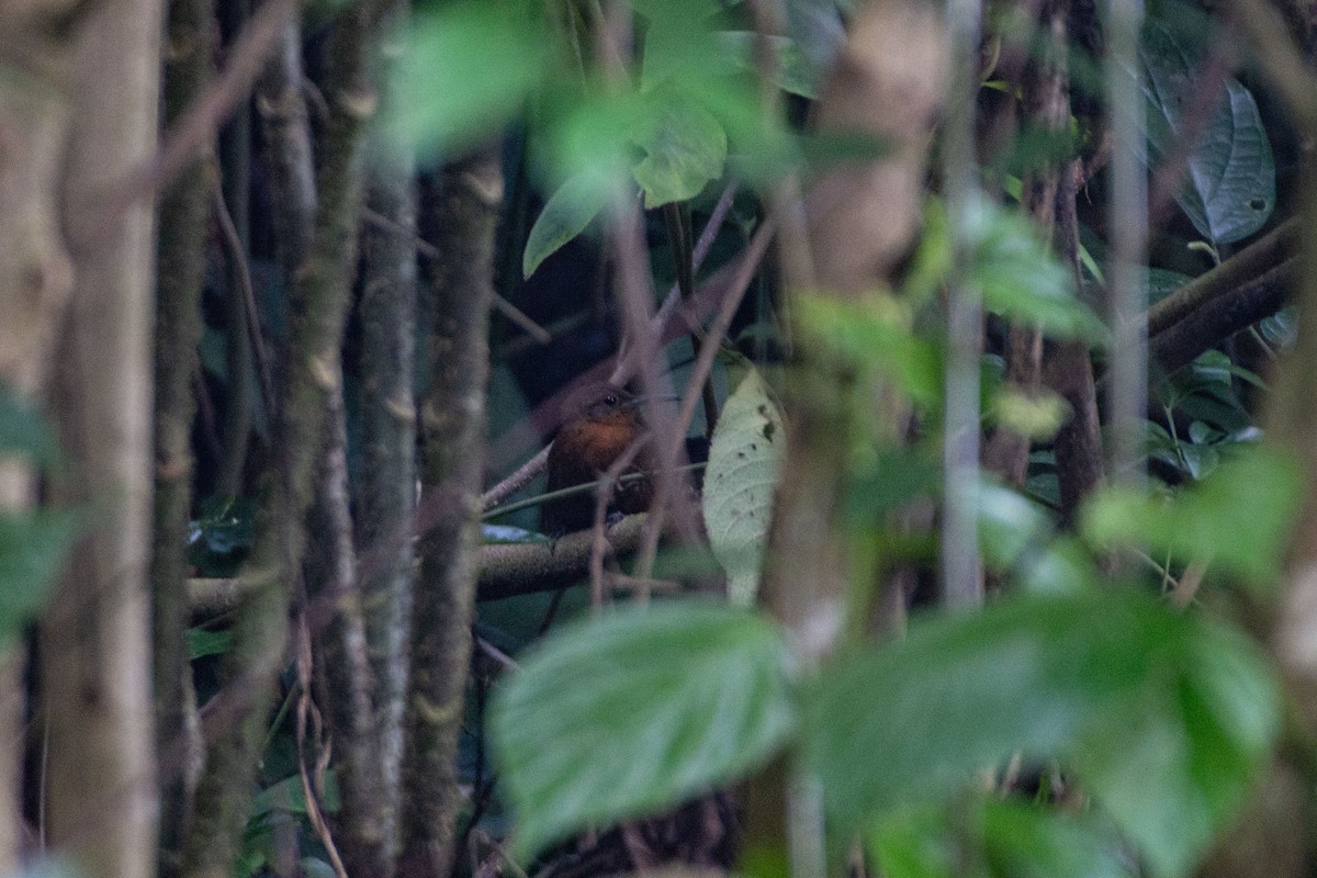 langnebbløvvender (mexicanus) - ML648096706