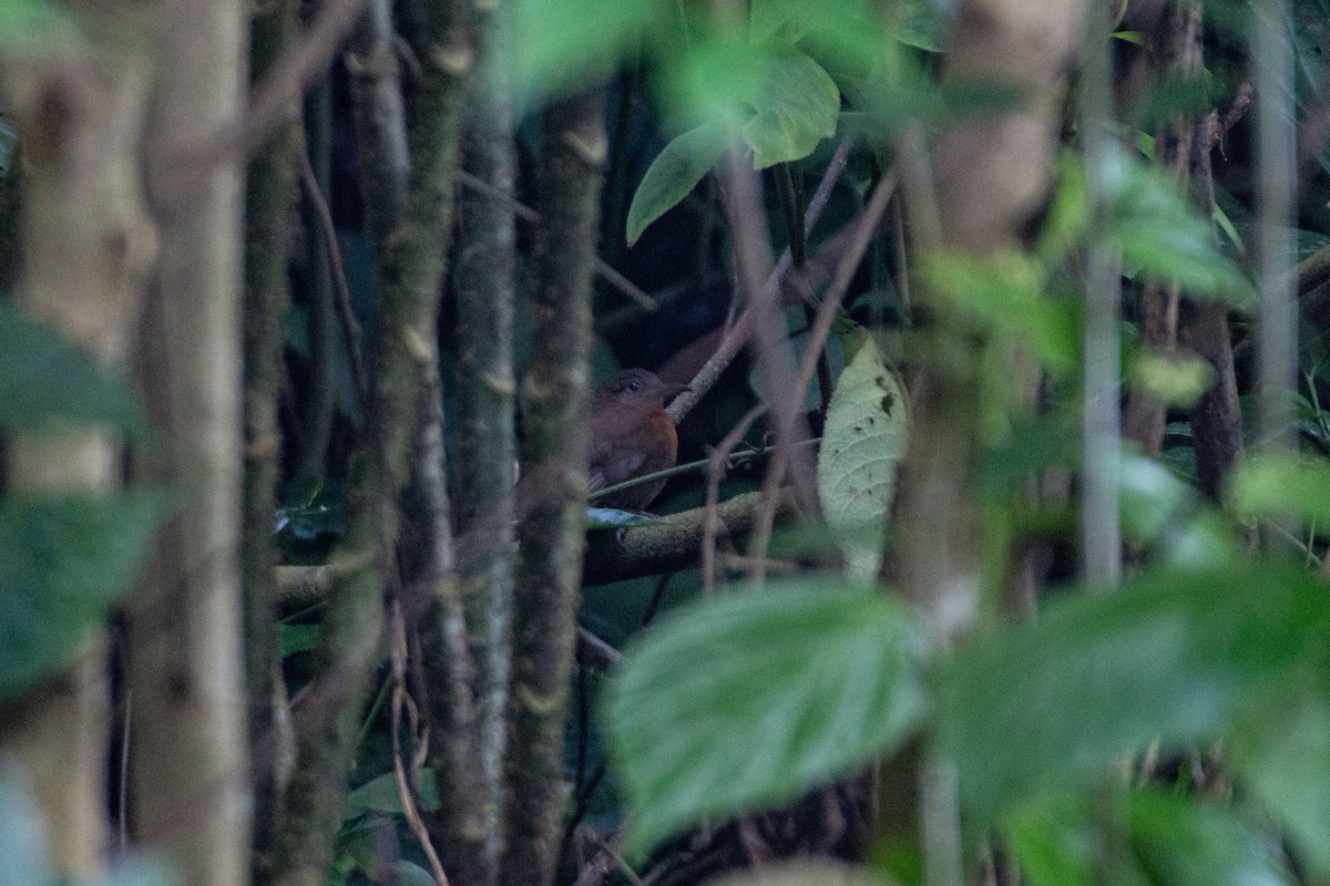 langnebbløvvender (mexicanus) - ML648096710