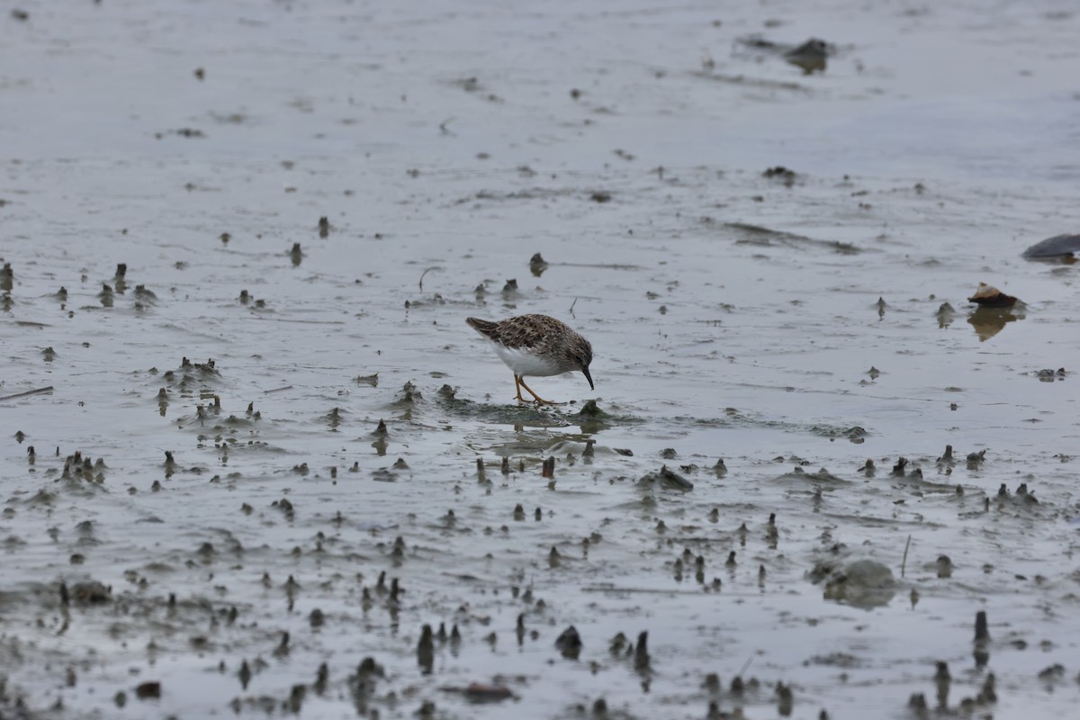 jespák drobný - ML648096824