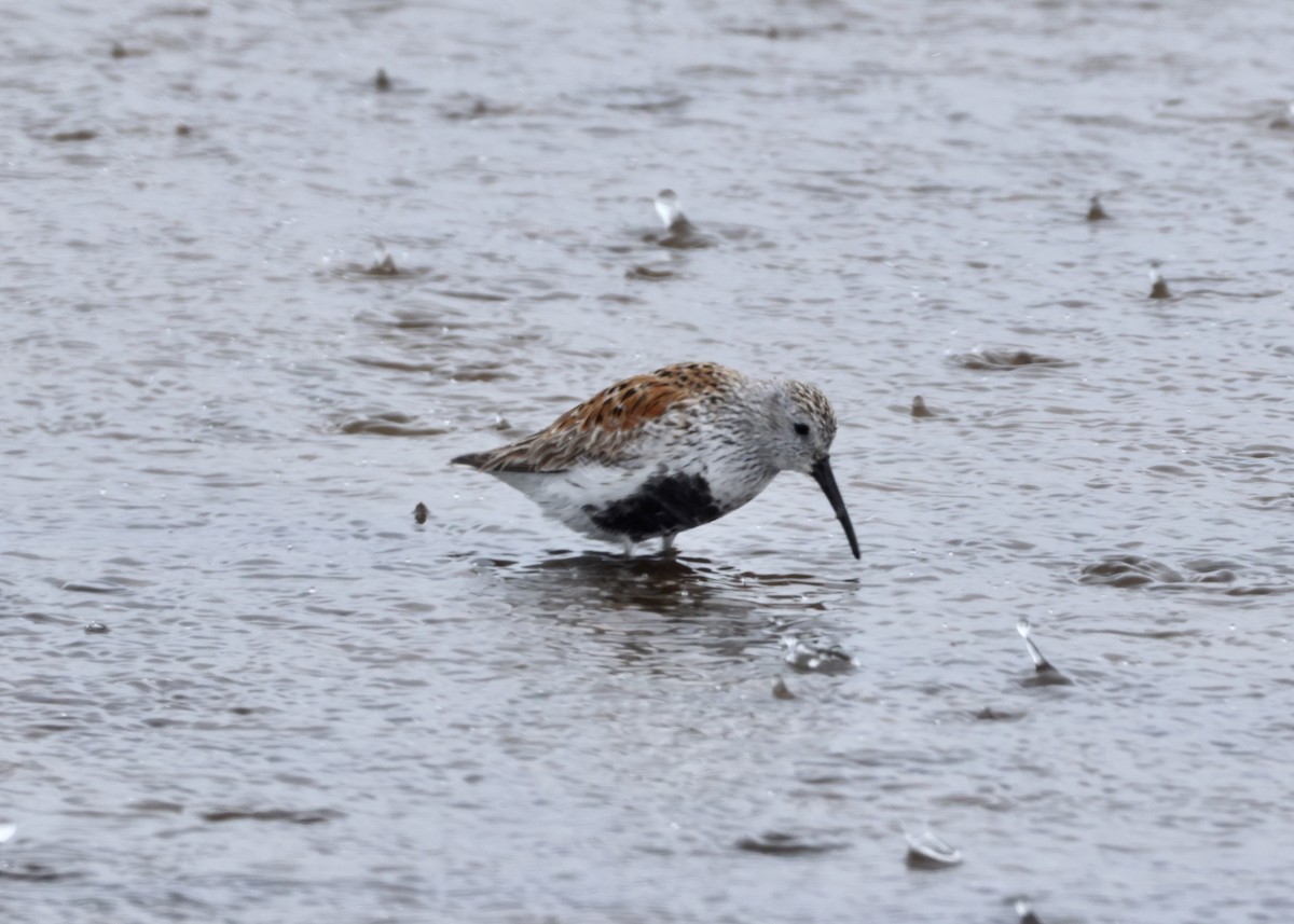 jespák obecný - ML648096829