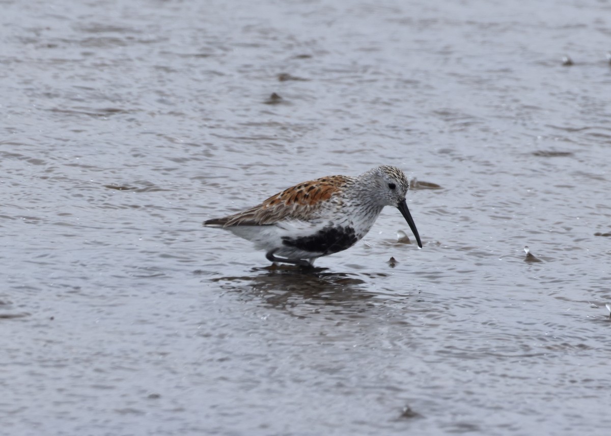 jespák obecný - ML648096830