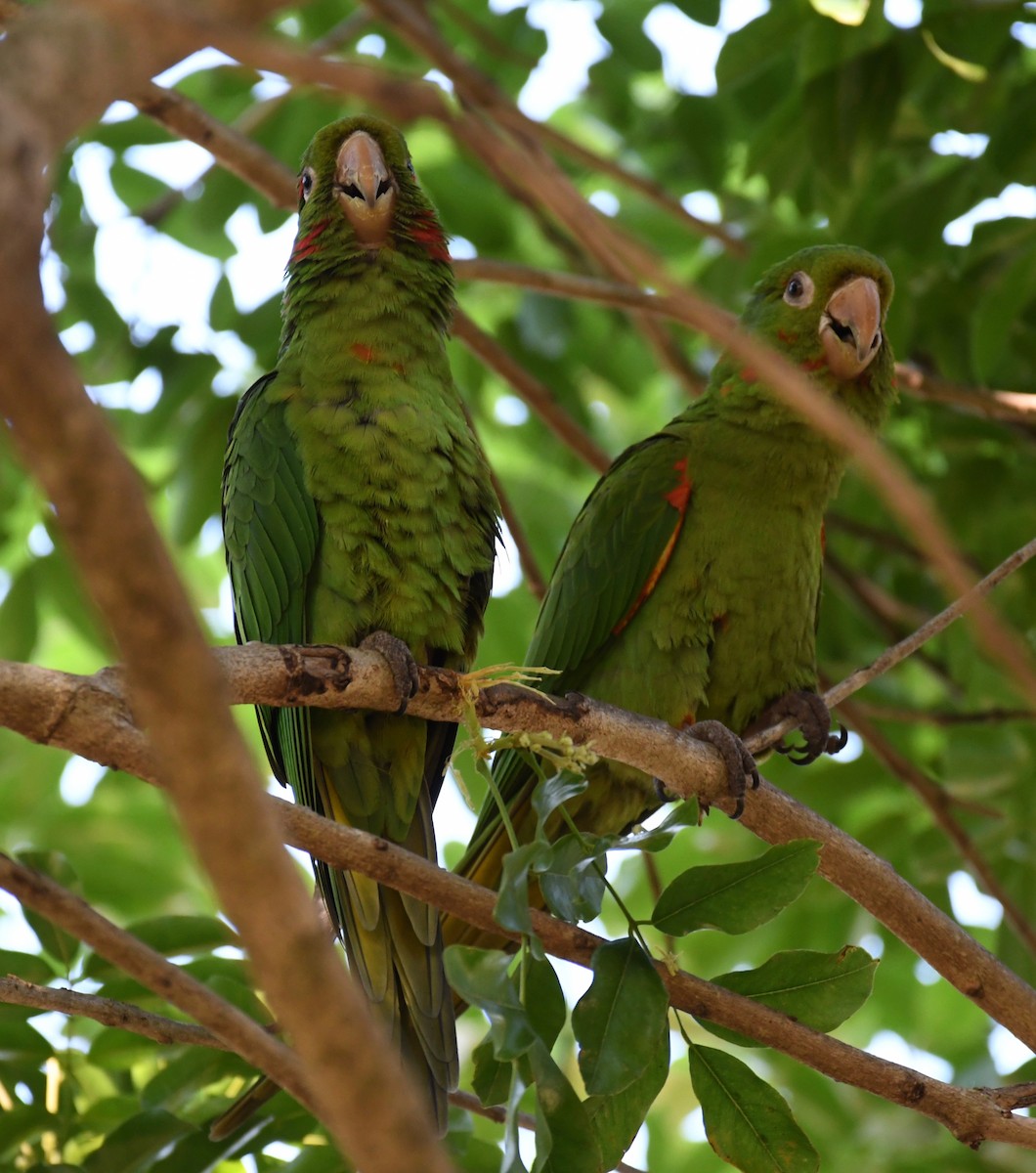 amazonparakitt - ML648097255