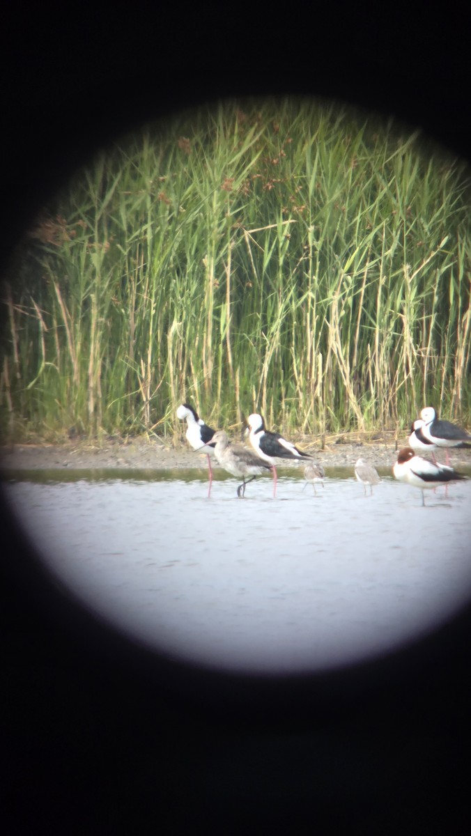 Black-tailed Godwit (melanuroides) - ML648097372