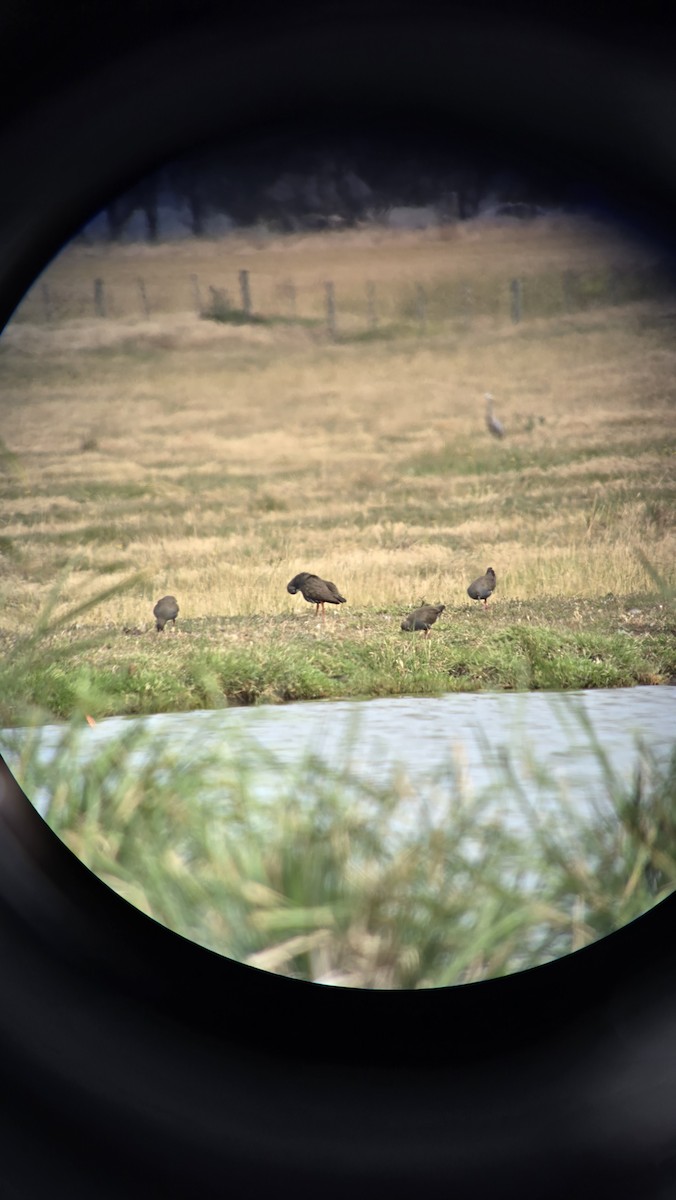Black-tailed Nativehen - ML648097390
