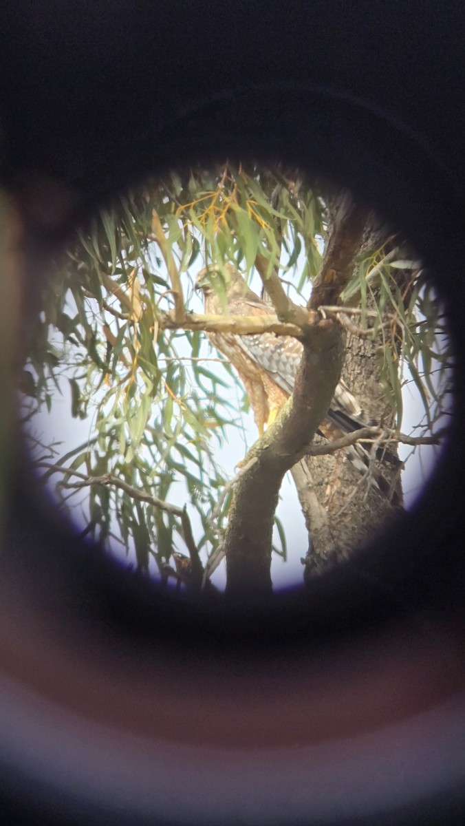 Spotted Harrier - ML648097446