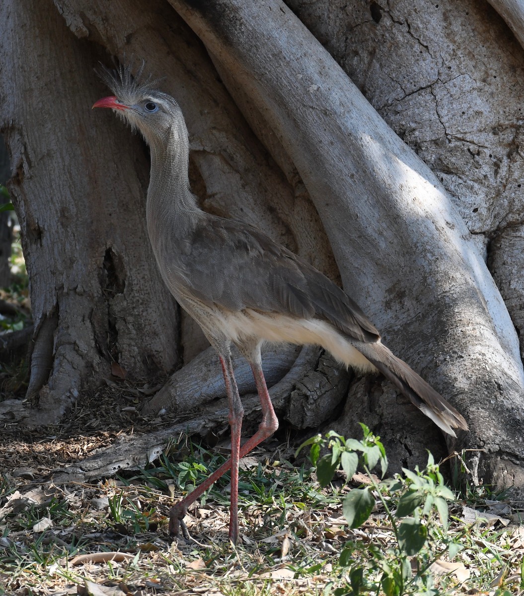 rødbeinseriema - ML648097607