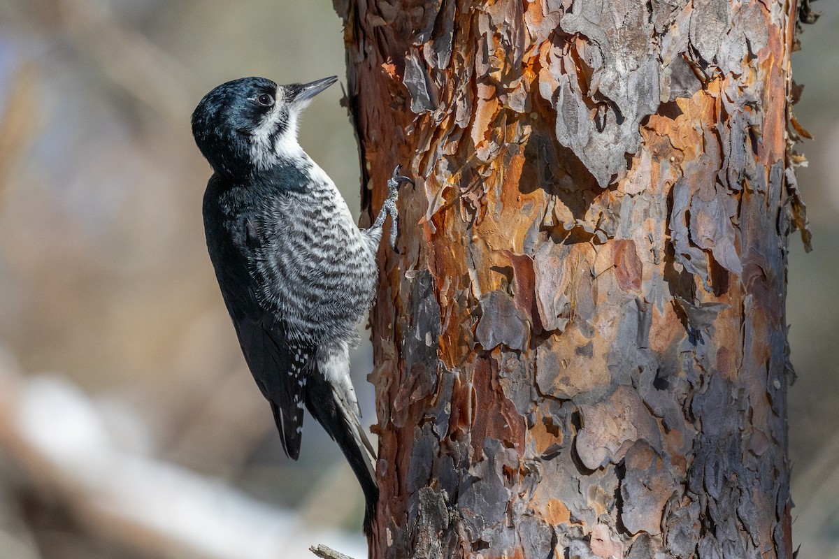 Black-backed Woodpecker - ML648097704