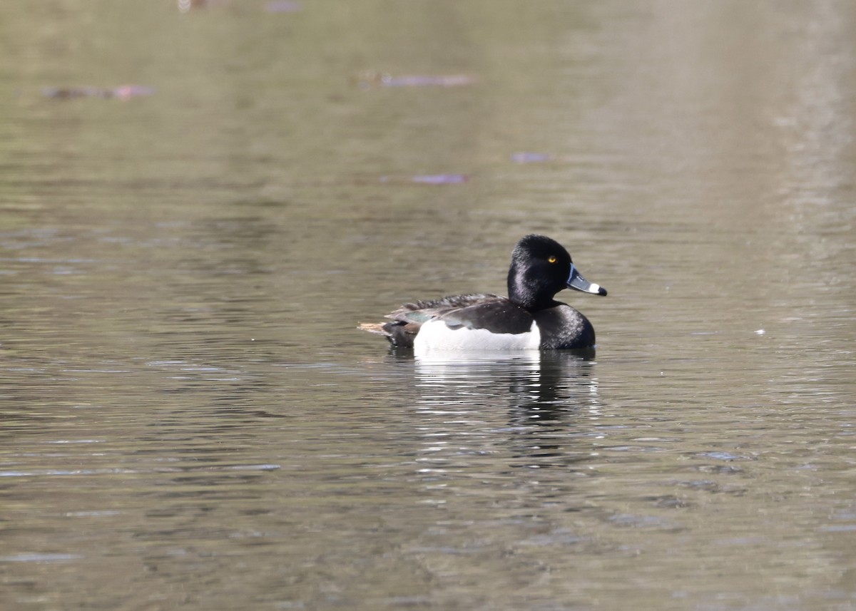 Ring-necked Duck - ML648097708