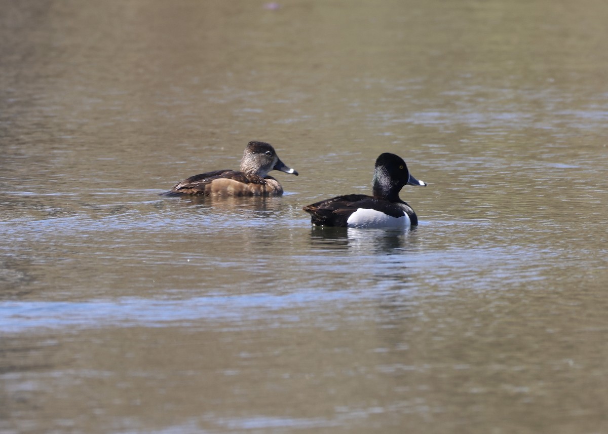 Ring-necked Duck - ML648097710
