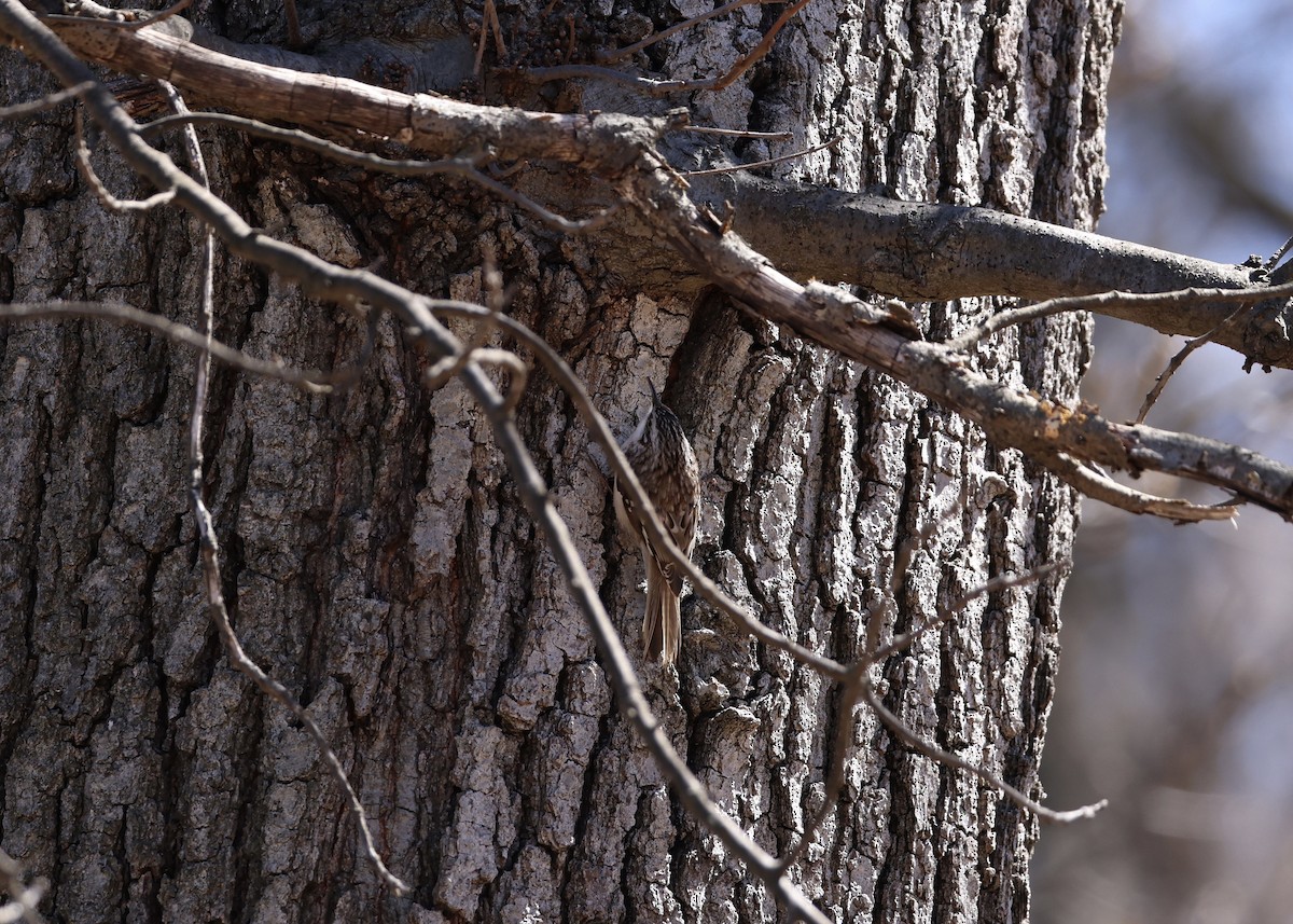 Brown Creeper - ML648097714