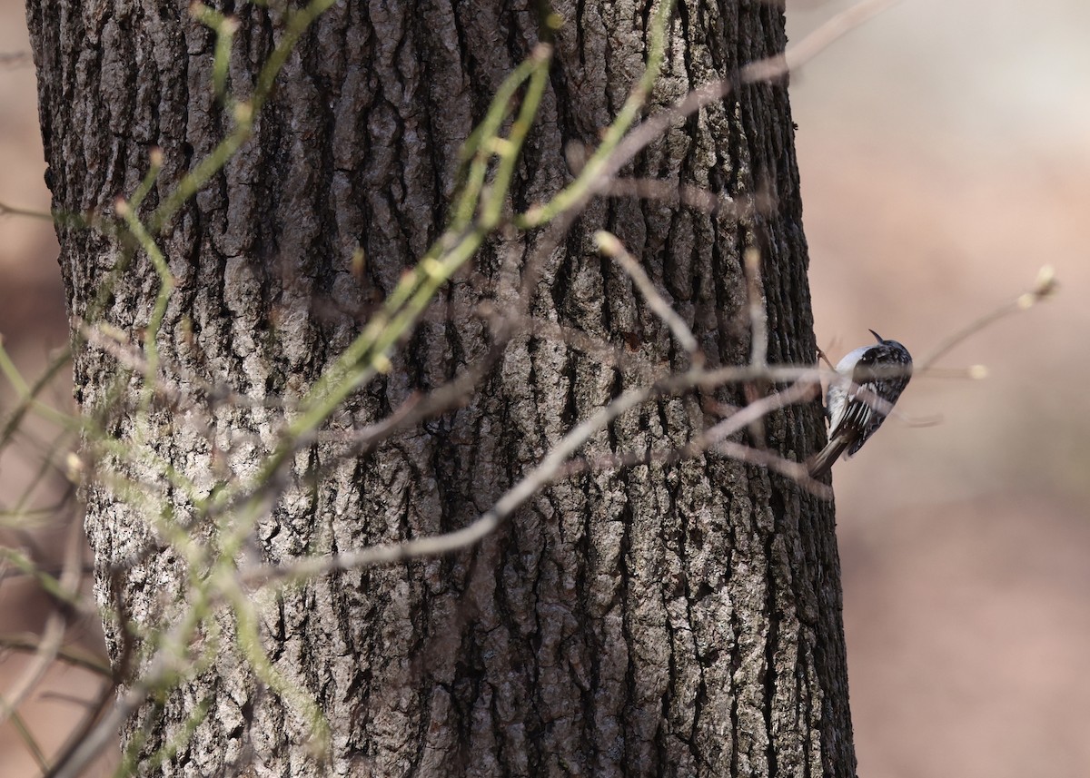 Brown Creeper - ML648097718