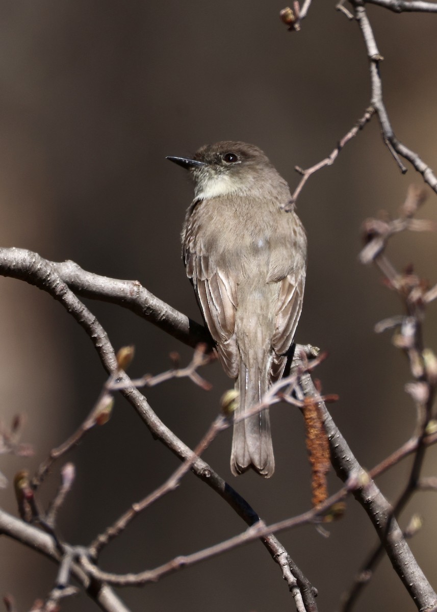 Eastern Phoebe - ML648097728
