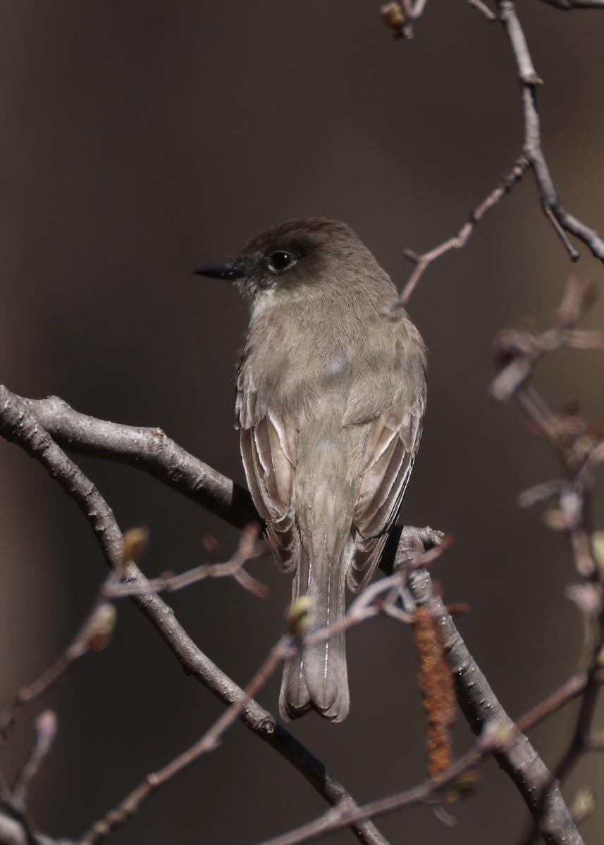 Eastern Phoebe - ML648097729