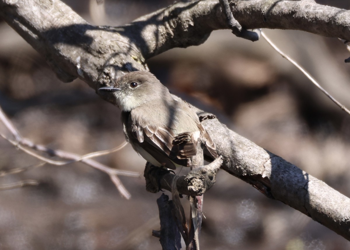 Eastern Phoebe - ML648097733