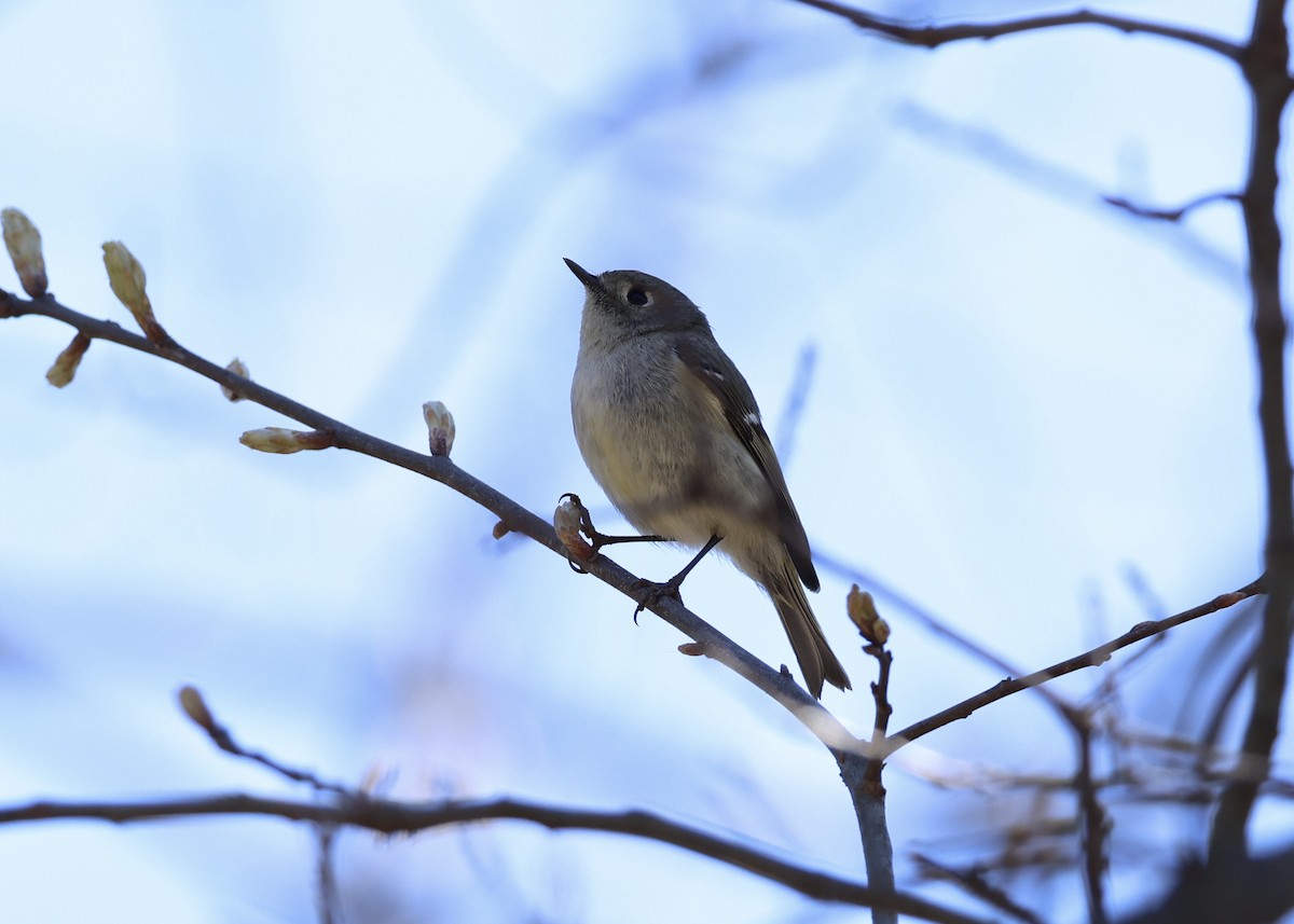 Ruby-crowned Kinglet - ML648097736