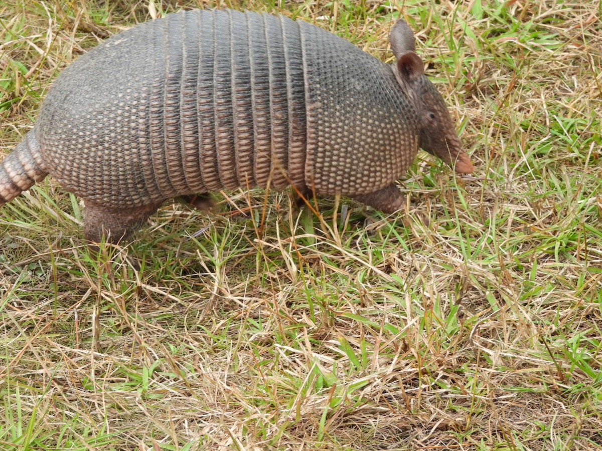 Animals - ML648098117