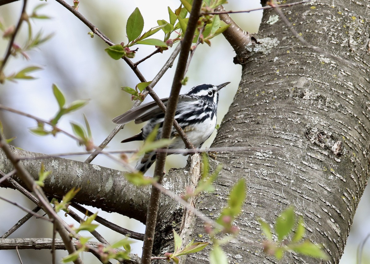 Black-and-white Warbler - ML648098131