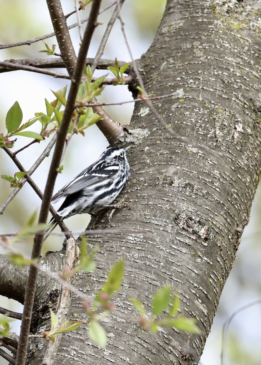 Black-and-white Warbler - ML648098132