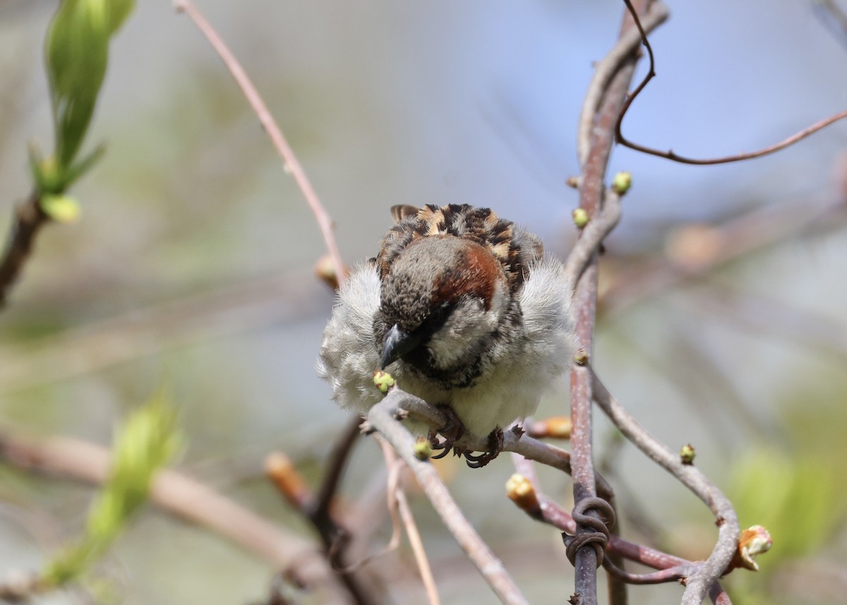 House Sparrow - ML648098137