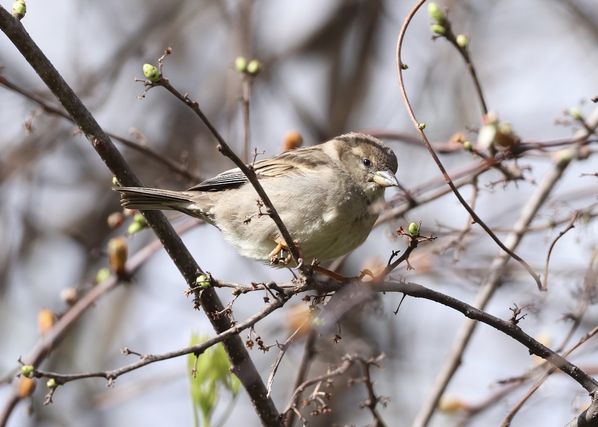 House Sparrow - ML648098143