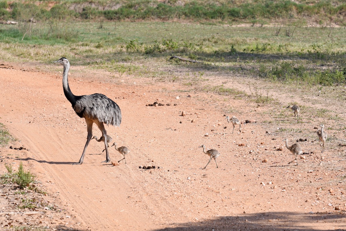 stornandu - ML648098144