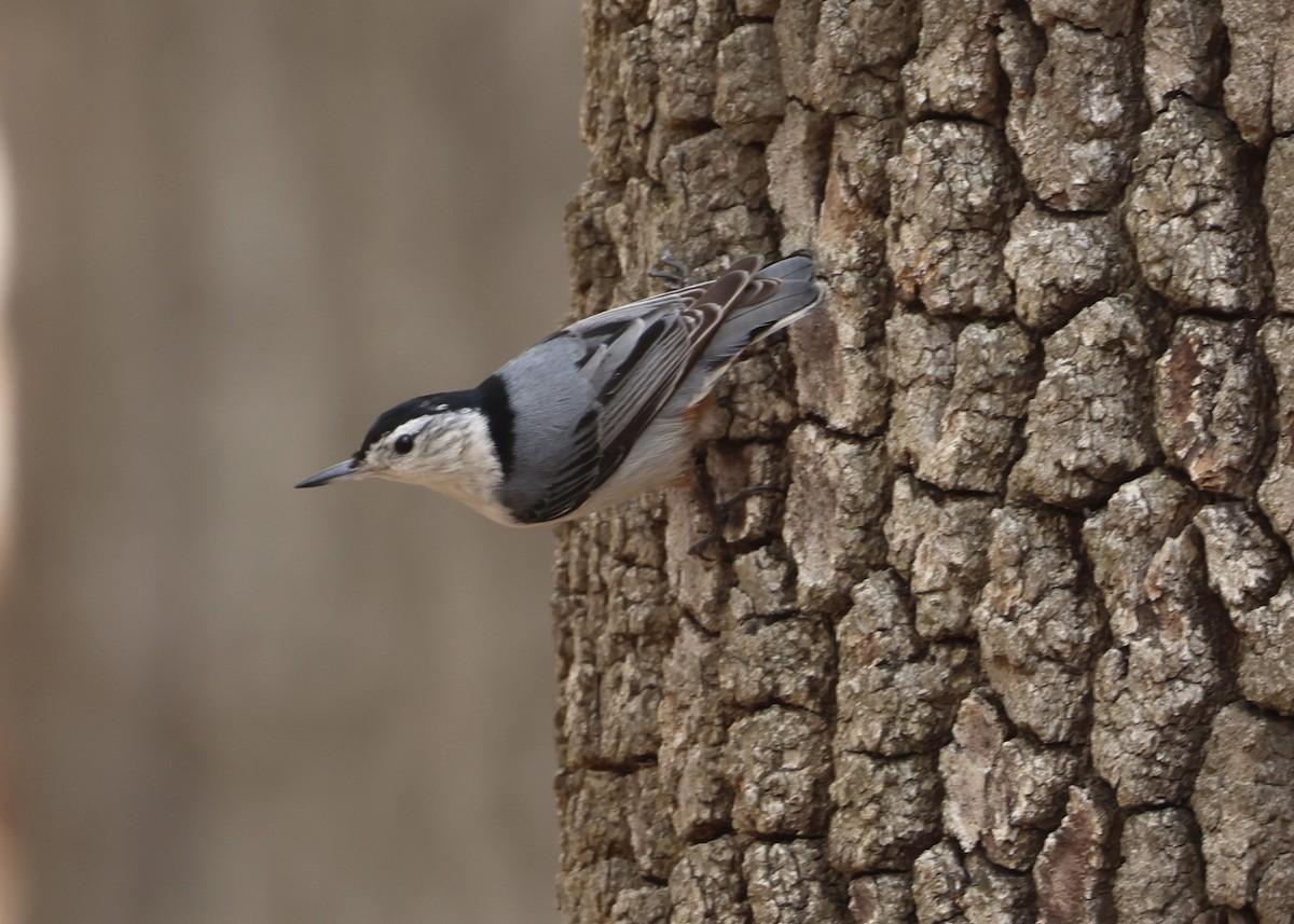 White-breasted Nuthatch - ML648098147