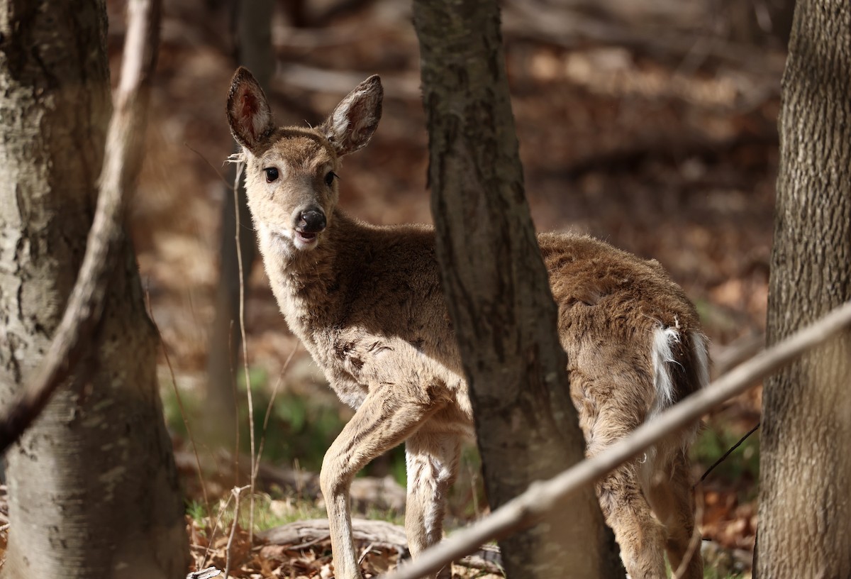 White-tailed Deer - ML648098151