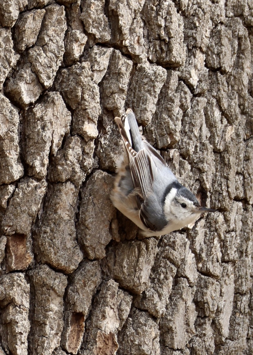 White-breasted Nuthatch - ML648098153