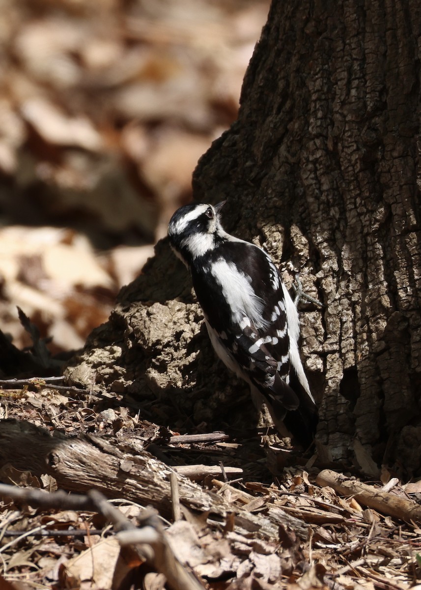 Downy Woodpecker - ML648098162