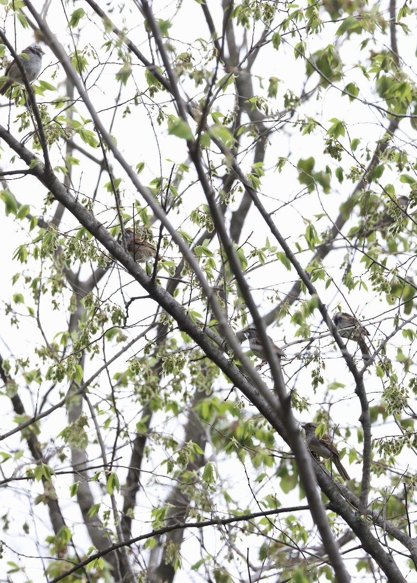 White-throated Sparrow - ML648098168
