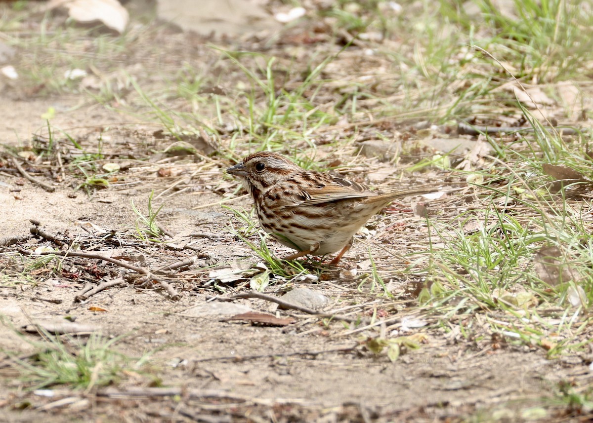 Song Sparrow - ML648098175