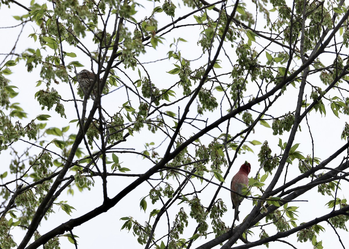 Purple Finch - ML648098183