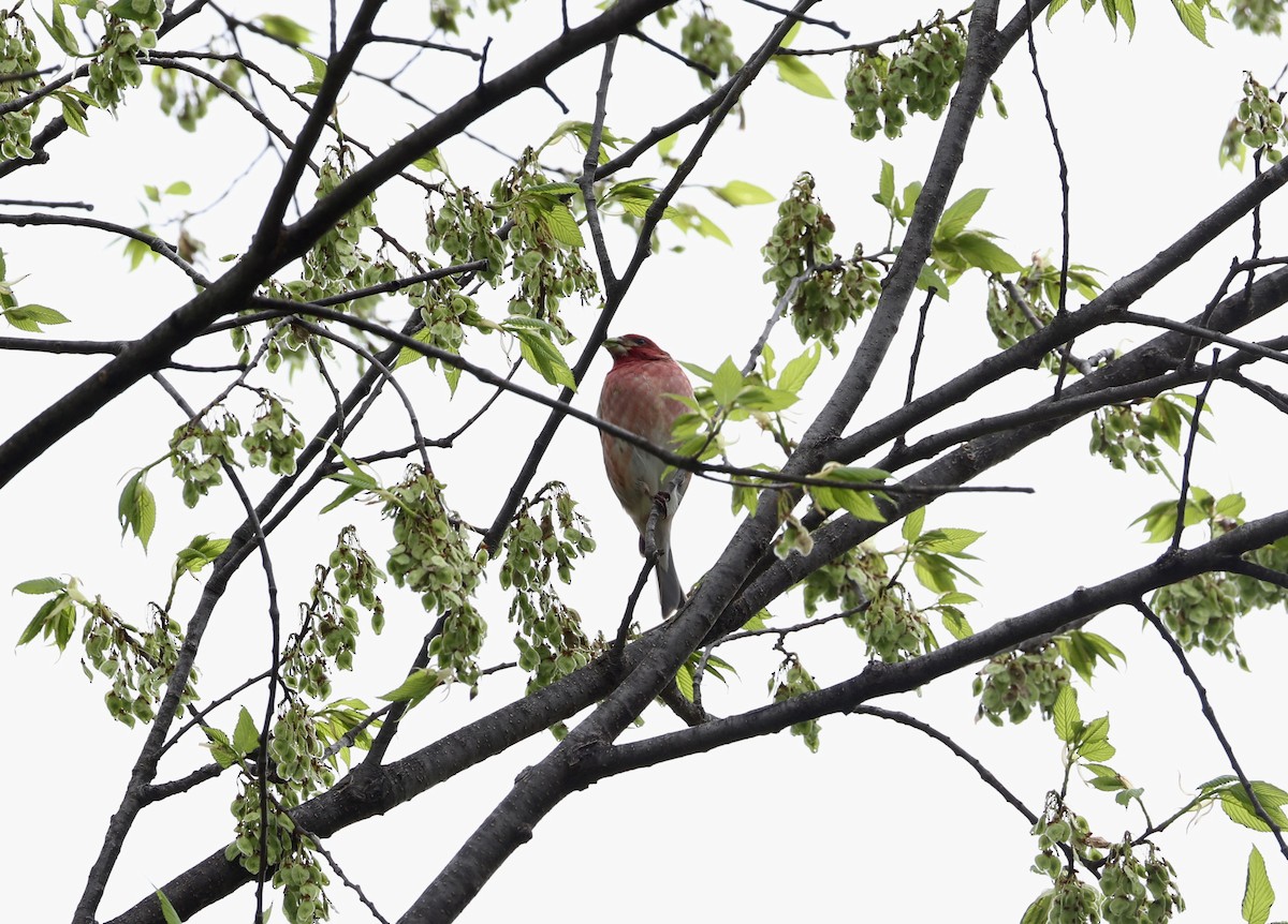 Purple Finch - ML648098185