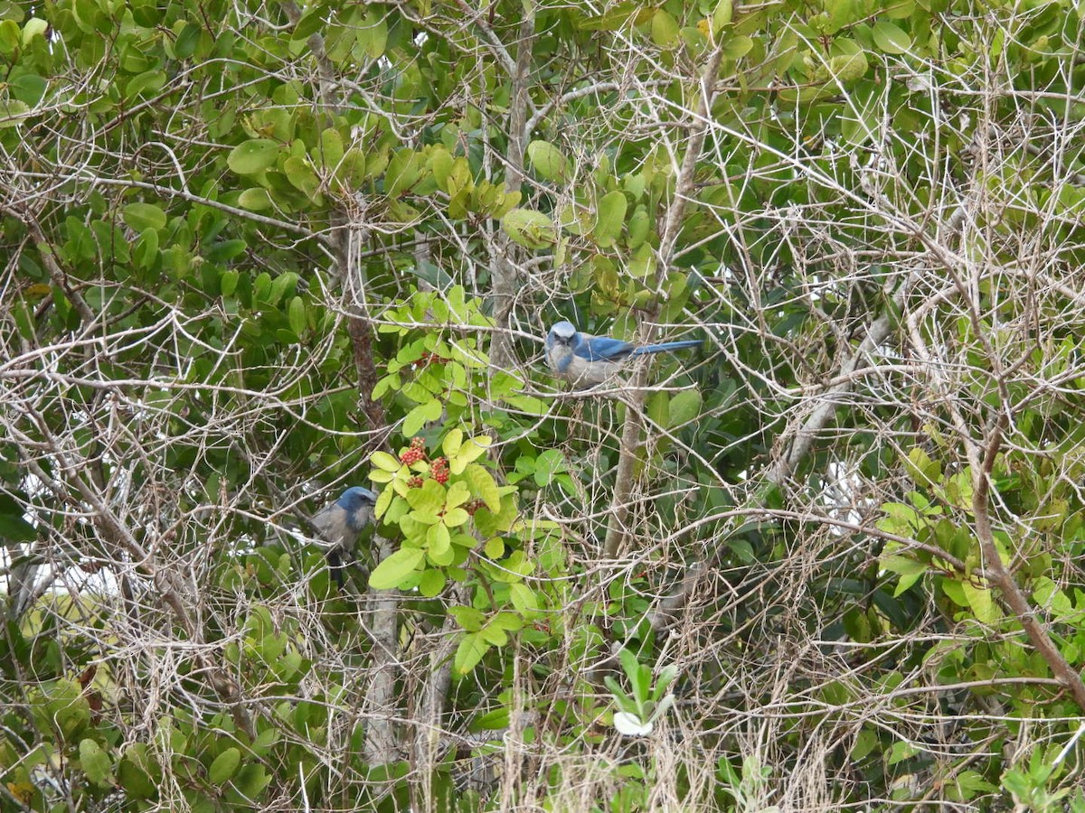 floridaskrike - ML648098193