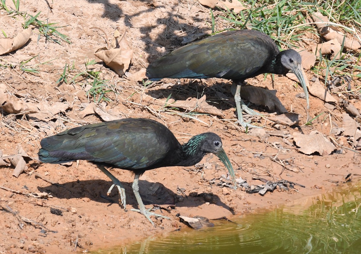 grønnakkeibis - ML648098194