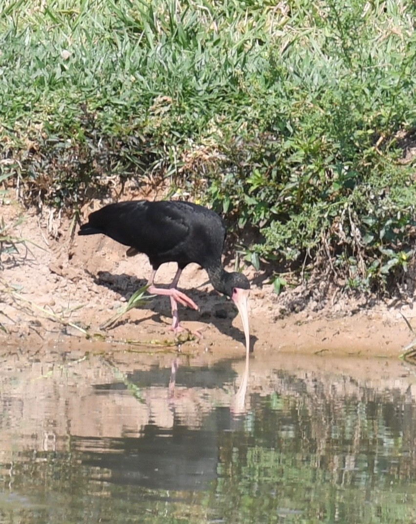 rødmaskeibis - ML648098274