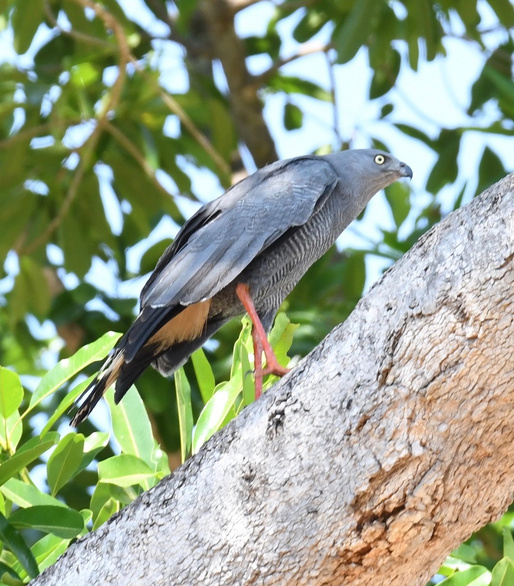 tranevåk - ML648098658