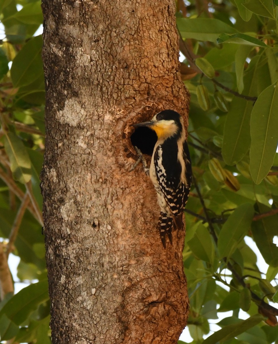 hvitpannespett - ML648098668