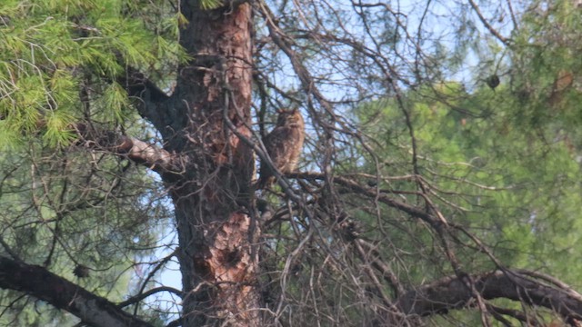 Great Horned Owl - ML648098707